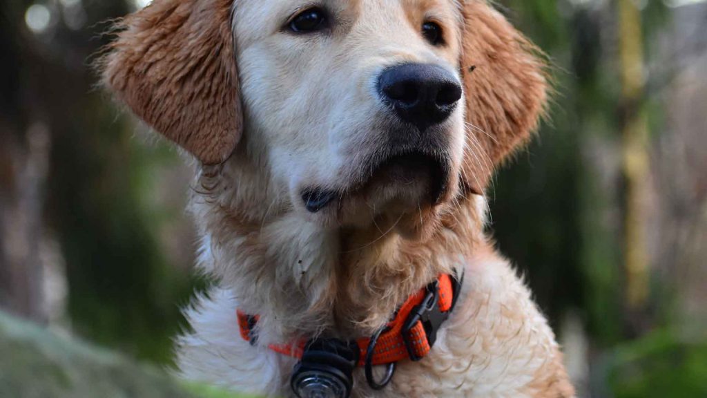 best dog training collars