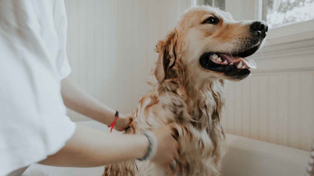 Why Do Dogs Chew On Their Feet? (2022) 6 Things Owners Need to Know 11 best flea treatments for dogs