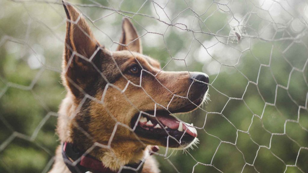 best wireless dog fences