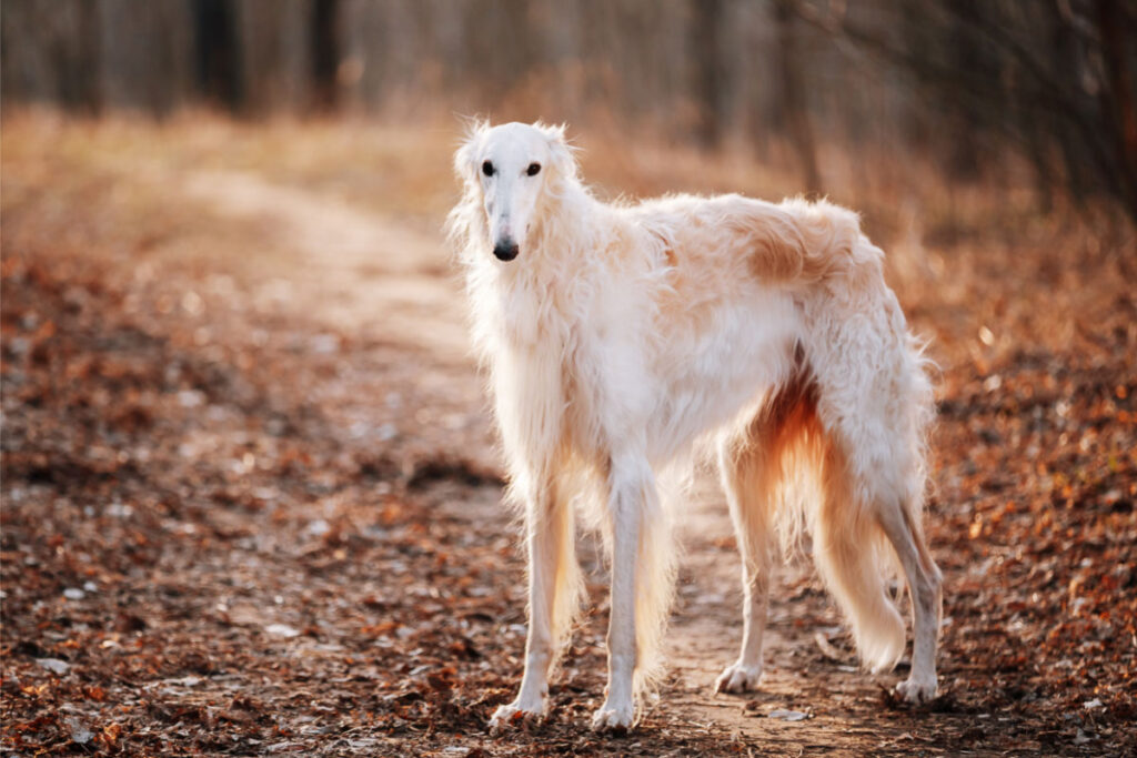 23 Weird Dog Breeds (2022) You May Not Know 5 Borzoi dog white