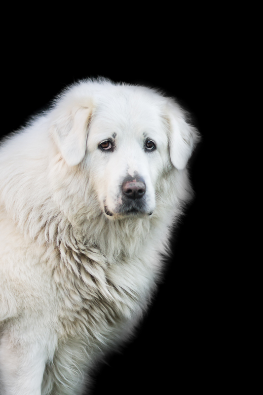 29 Fluffy Big Dog Breeds You’ll Absolutely Adore (2022) 12 Cuvac dog white