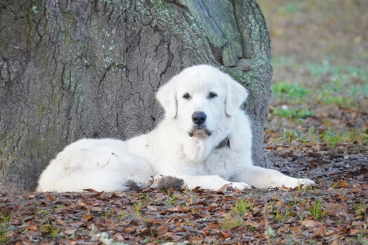 27 Big White Dog Breeds You'll Absolutely Love I Dog Snobs