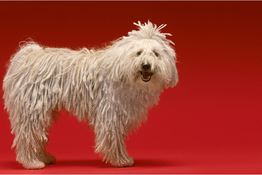19 White Big Fluffy Dog Breeds (2022) You'll Love I Dog Snobs