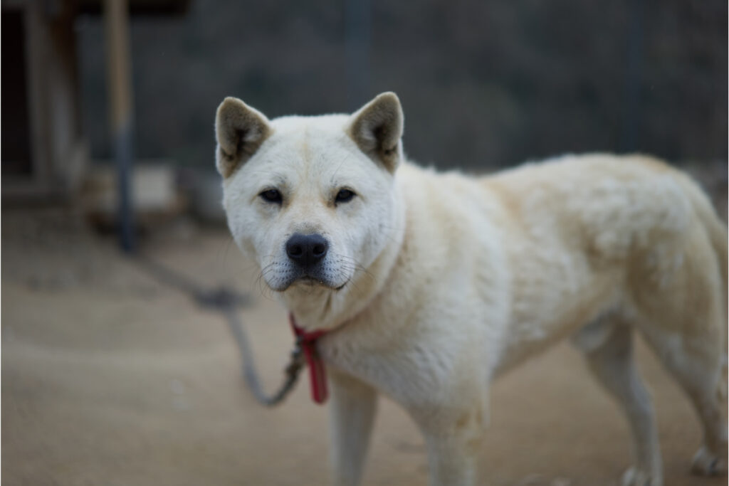 29 Asian Dog Breeds You'll Adore (2022) 19 Korean Jindo dog