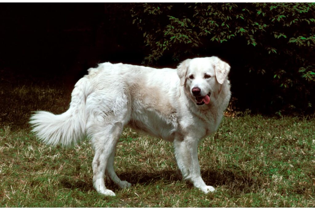 Kuvasz dog white