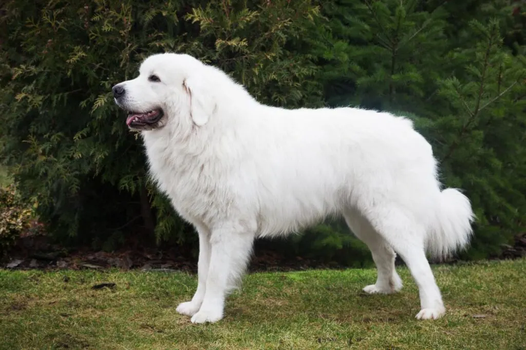 27 Big White Dog Breeds (2022) You'll Love I Dog Snobs