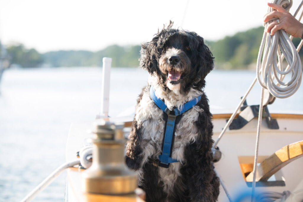 33 Big Dogs That Don’t Shed (a lot) (2022) 6 Portuguese Water Dog