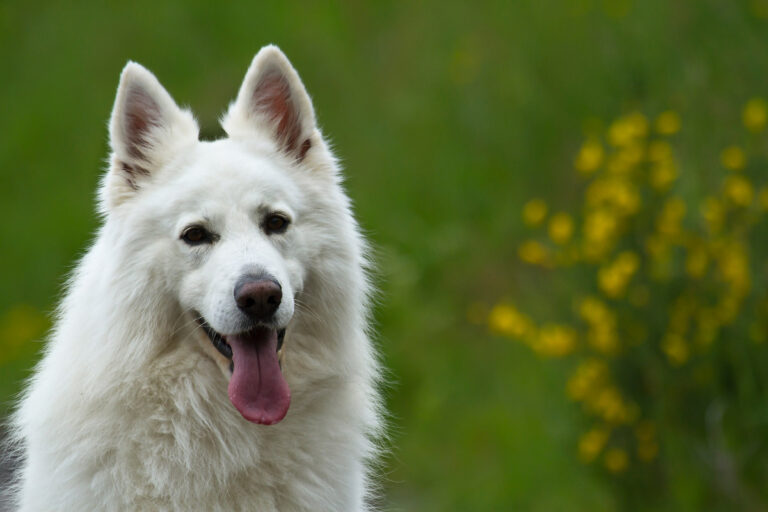 27 Big White Dog Breeds (2022) You'll Love I Dog Snobs