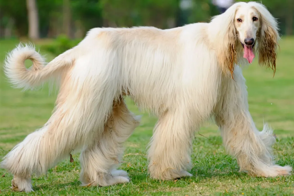 27 Big White Dog Breeds You Ll Absolutely Love I Dog Snobs