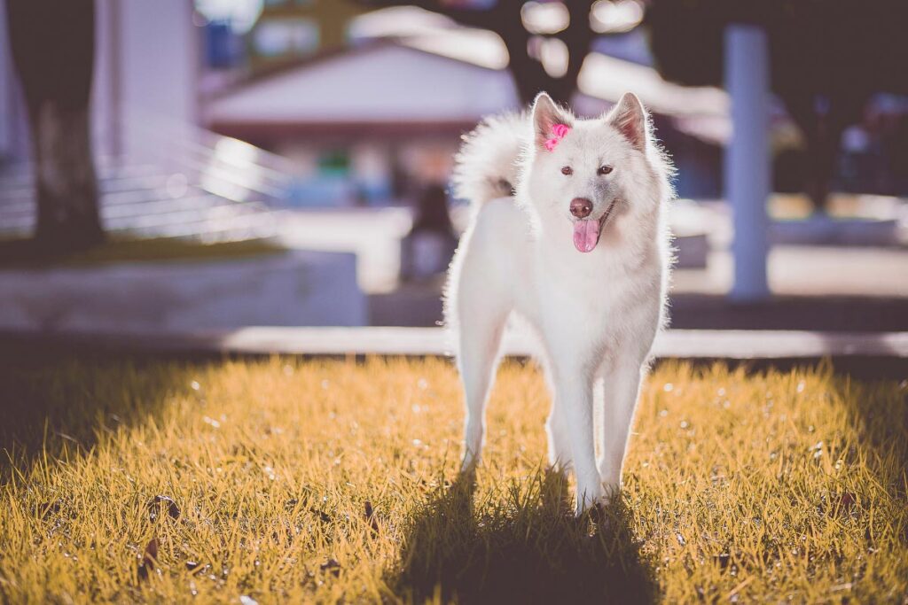 akita inu dog japanese white