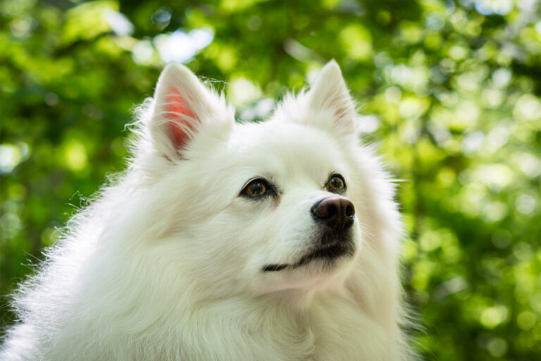 27 Big White Dog Breeds 2022 You Ll Love I Dog Snobs   American Eskimo Dog White 768x512 