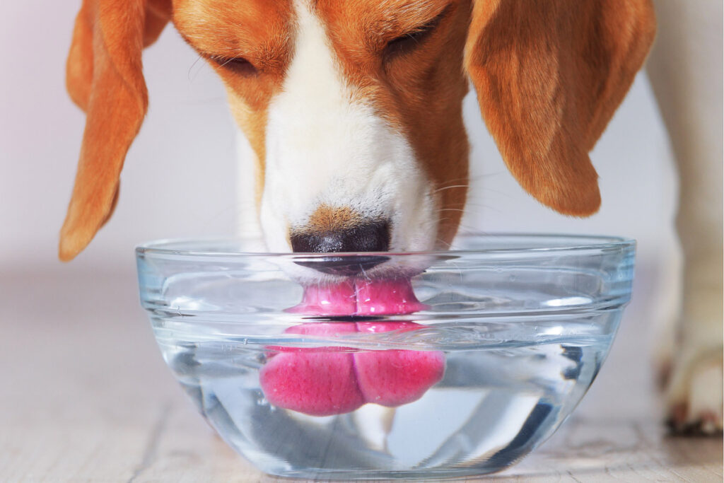 beagle dog with pink tongue in clear water bowl