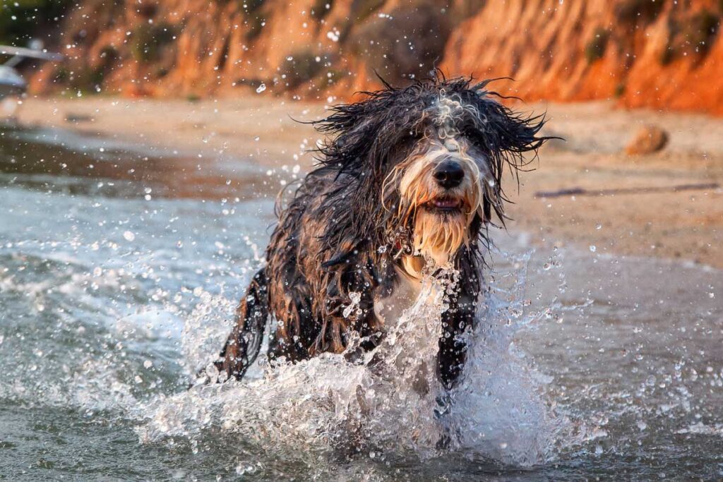 29 Fluffy Big Dog Breeds You’ll Absolutely Adore (2022) 24 bearded collie dog