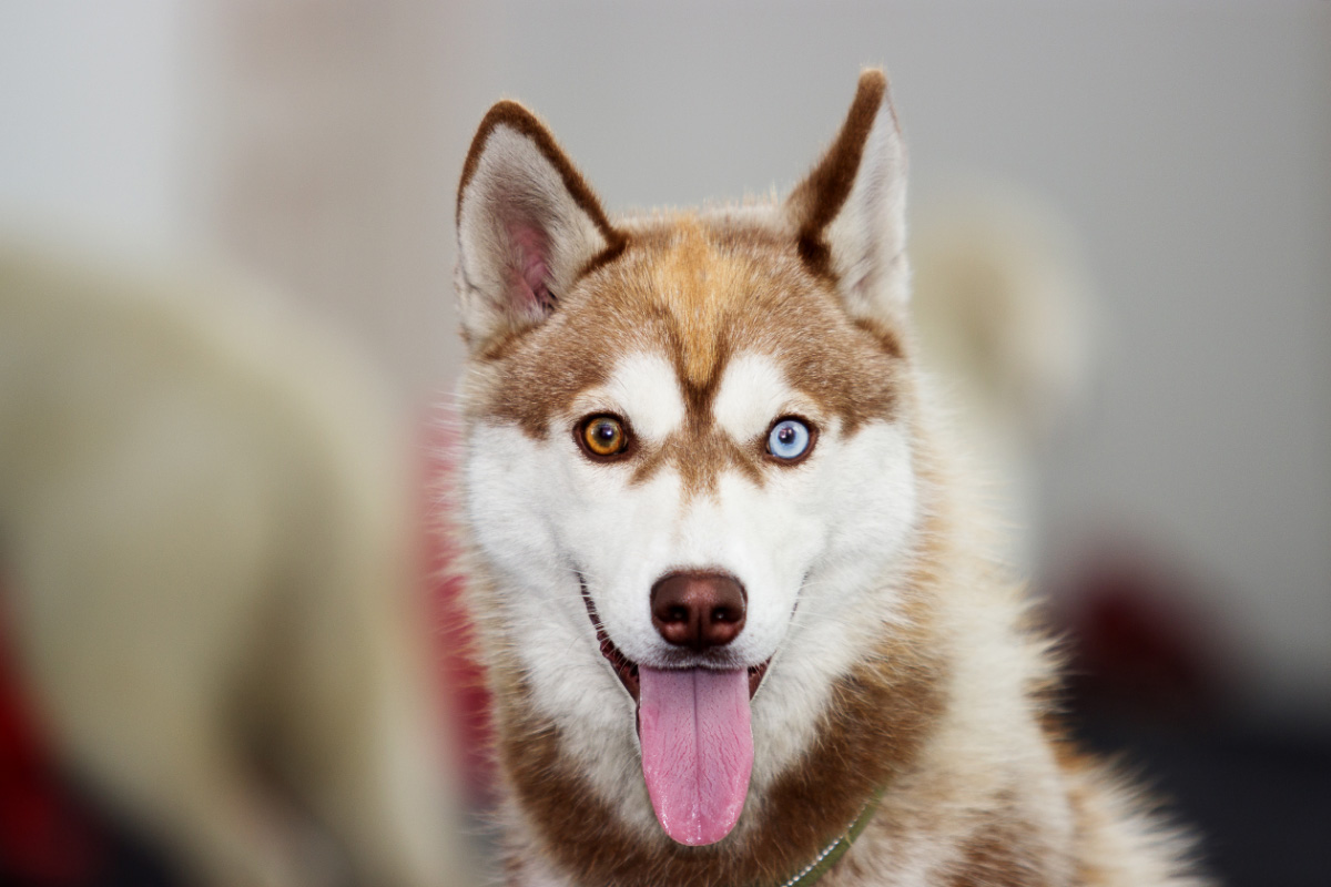 brown and white husky dog with different coloured eyes