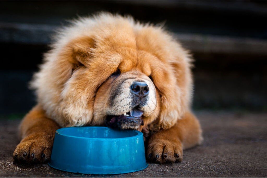brown chow chow dog with blue water bowl
