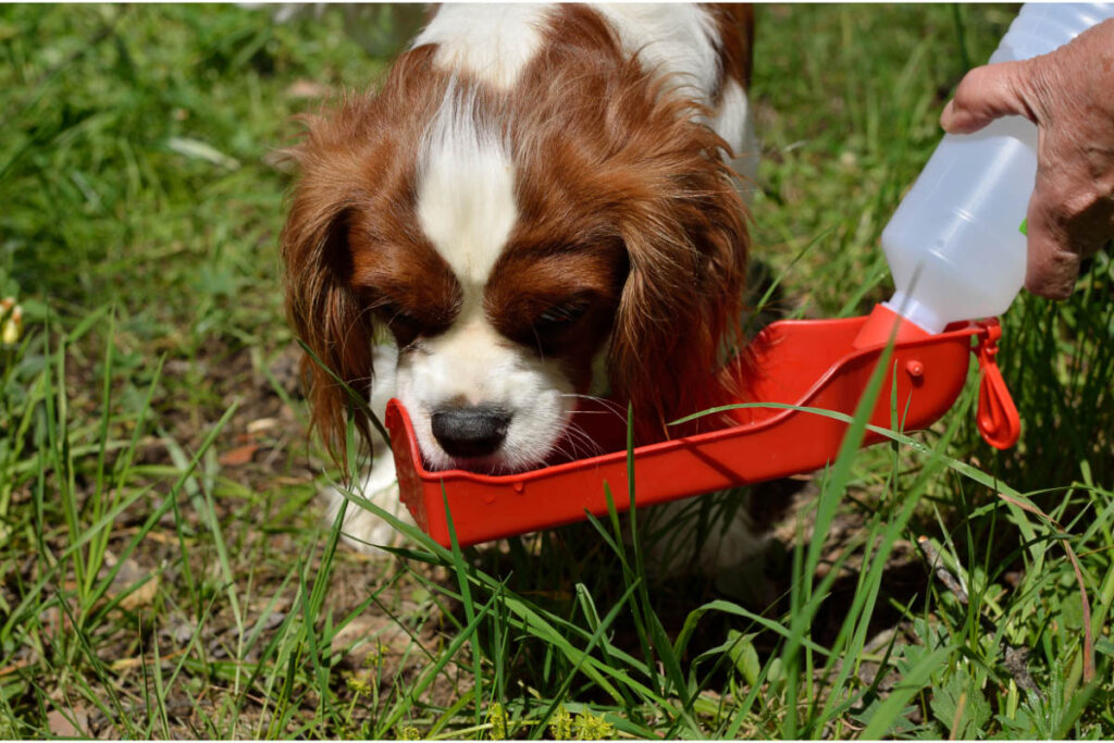 king charles spaniel drinking from red water bowl
