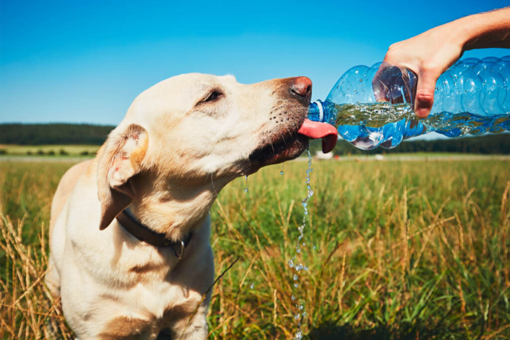 cream coloured dog drinking from a water bottle