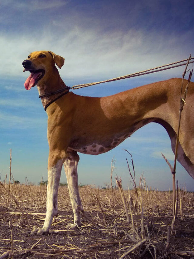 23 Best Indian Dog Breeds You’ll Absolutely Love Story