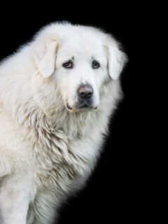cropped-Cuvac-dog-white.jpg