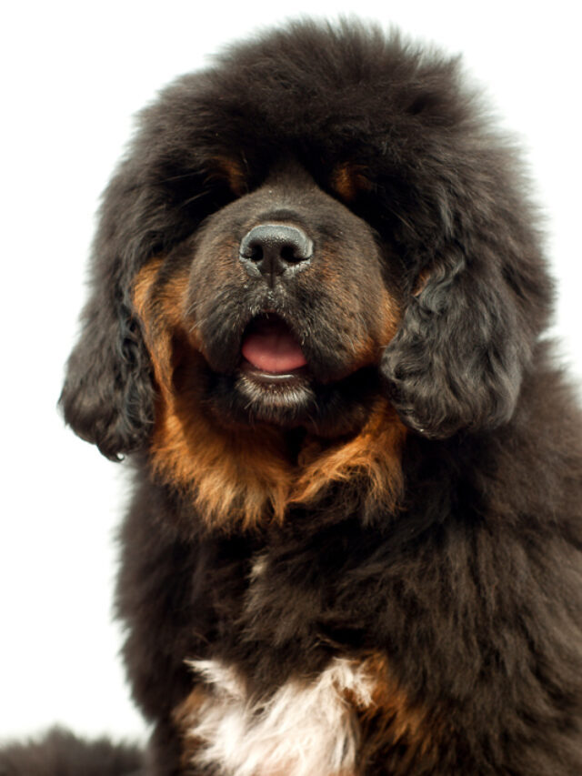 29 Fluffy Big Dog Breeds You’ll Absolutely Love Story