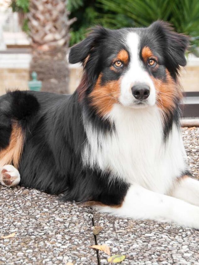 27 Most Beautiful Dog Breeds You’ll Adore Story