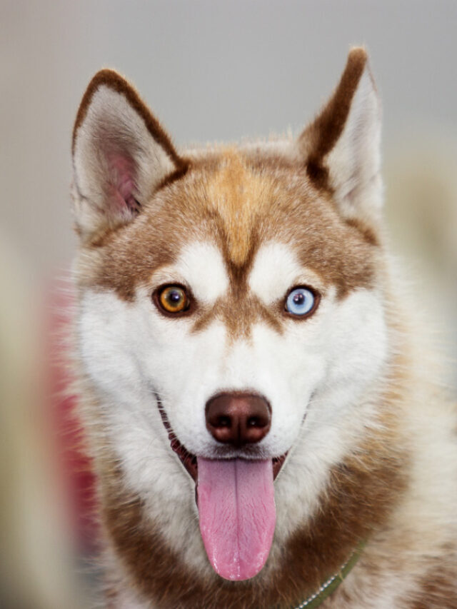 10 Best Dog Food For Huskies Options: Reviews & Buyer’s Guide Story