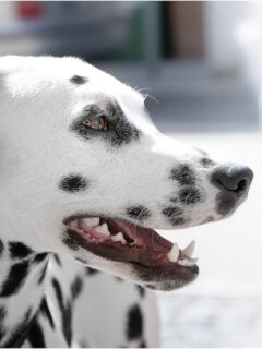 cropped-dalmatian-dog.jpg