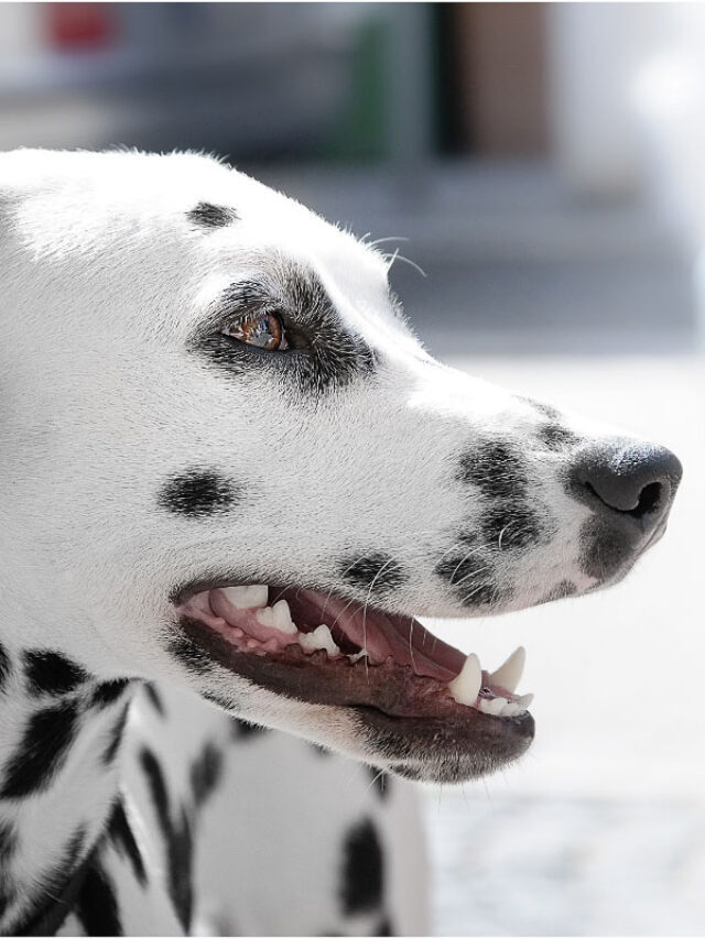 29 Blue Eyed Dog Breeds You’ll Adore Story