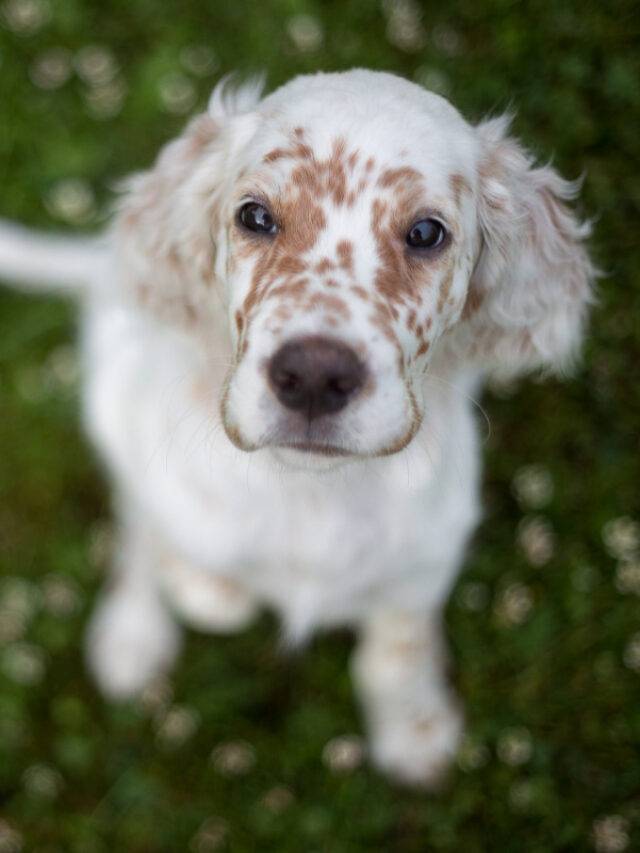 23 Sensational Spotted Dog Breeds (2022) You’ll Love Story Thedogsnobs