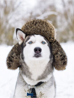 cropped-husky-dog-in-the-snow-with-silly-hat.jpg