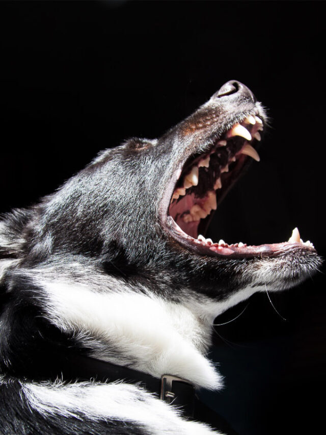 Why Do Dogs Bark at Night? 11 Reasons Story