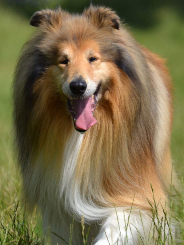 29 Fluffy Big Dog Breeds You’ll Absolutely Adore Story Thedogsnobs
