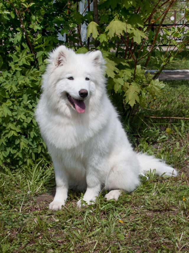 27 Big White Dog Breeds Story