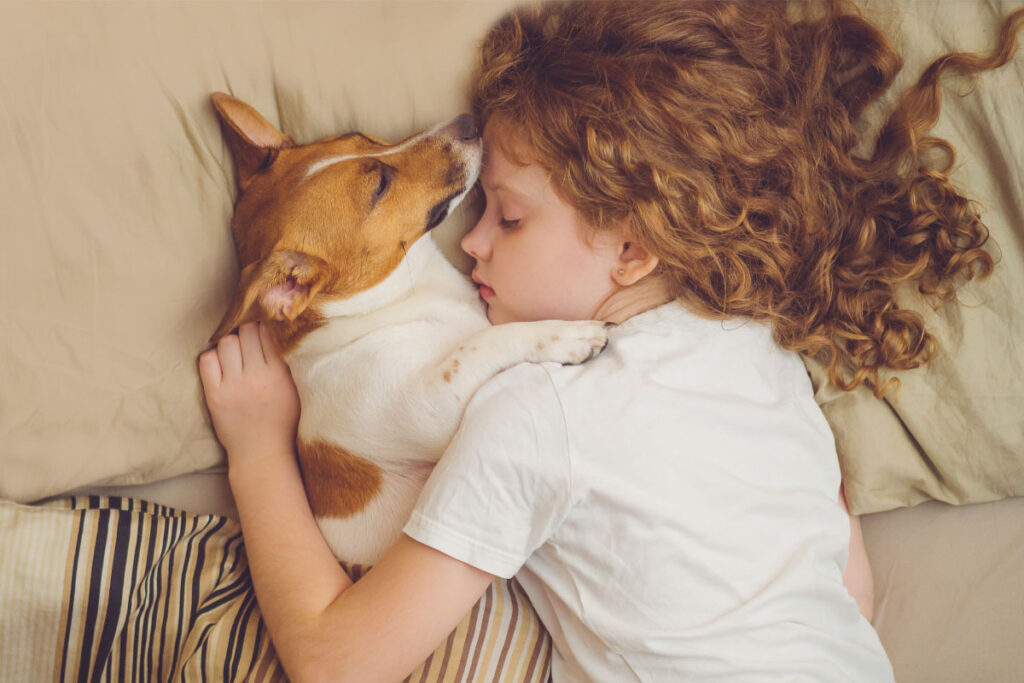 jack russell dog sleeps with female child
