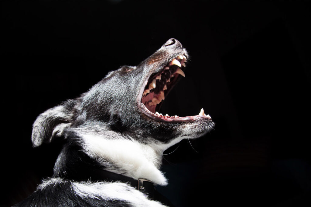 profile of dog barking why do dogs bark at night