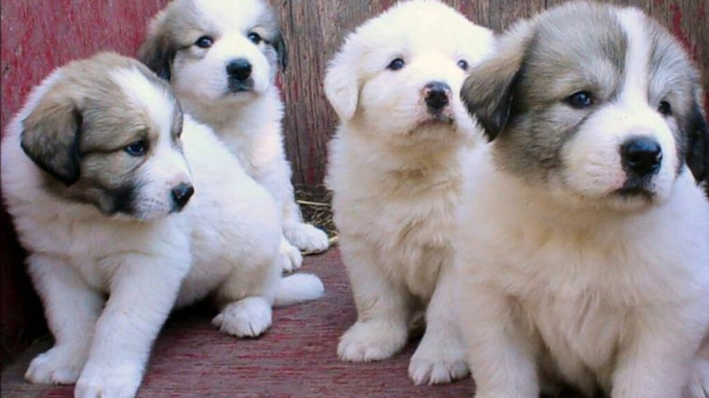 pyrenean mastiff puppies