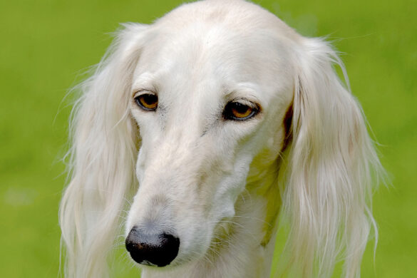 27 Big White Dog Breeds 2022 You Ll Love I Dog Snobs   Saluki Big White Dog Breed 585x390 