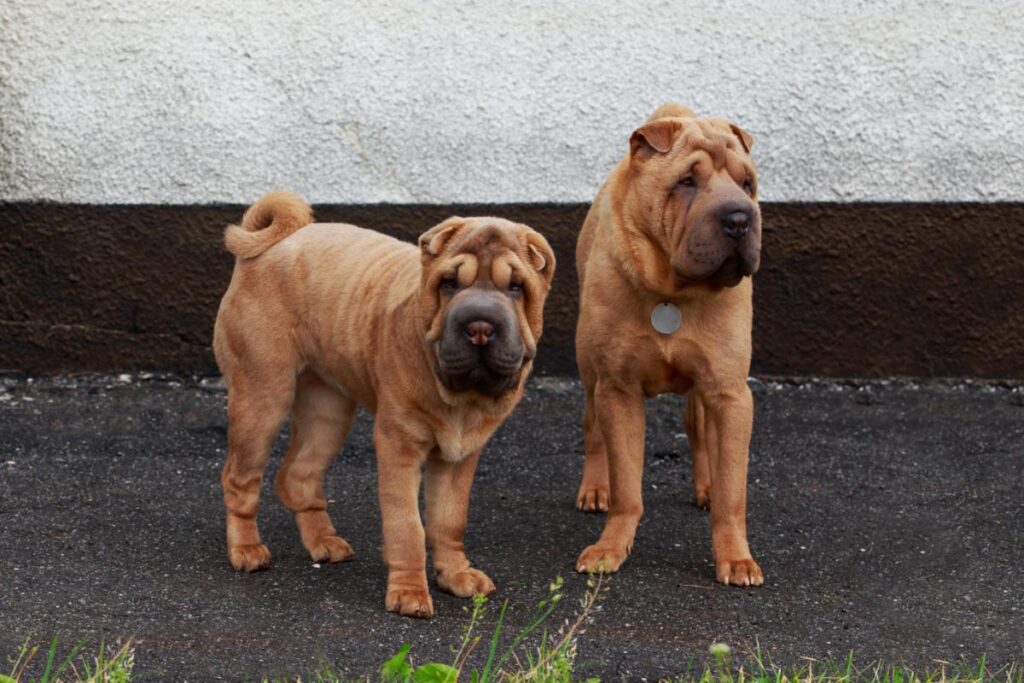 29 Asian Dog Breeds You'll Adore (2022) 4 shar-pei brown dogs