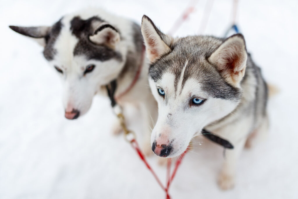 two husky dogs in the snow