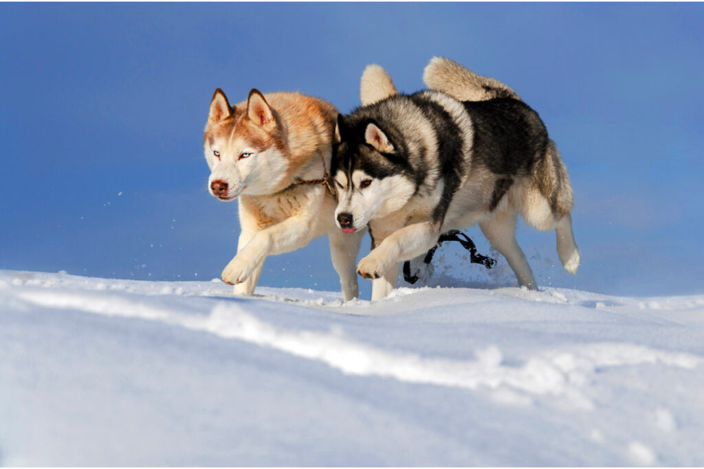 two husky dogs running in the snow