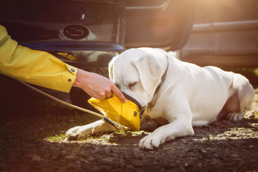 white retriever drinks out of yellow portable water bowl
