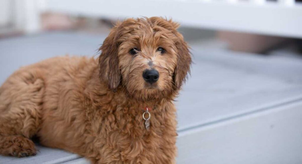 6 Things You Need to Know About the Golden Mountain Doodle 1