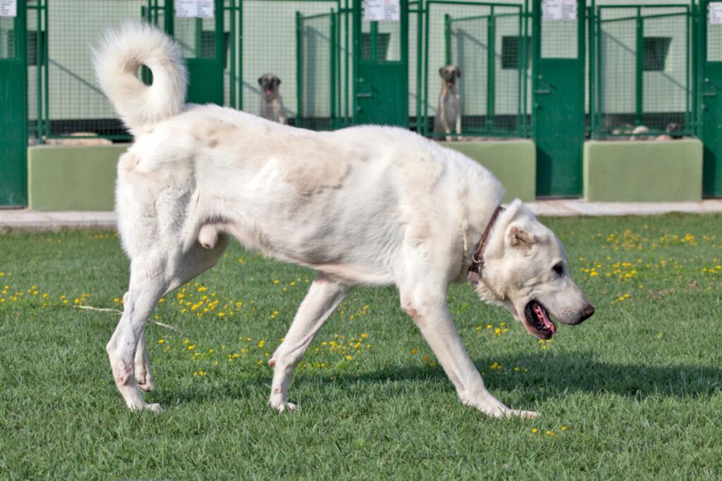 Akbash dog white