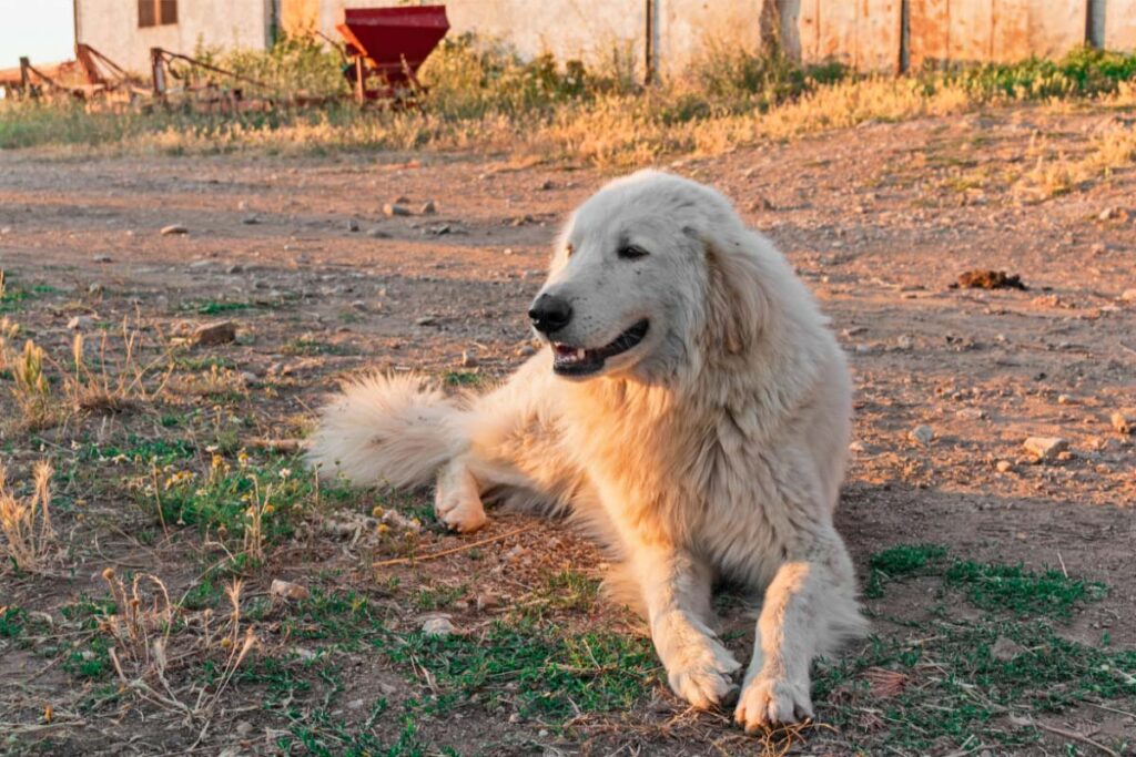 19 White Big Fluffy Dog Breeds You'll Love (2022) 11 Maremma Sheepdog white