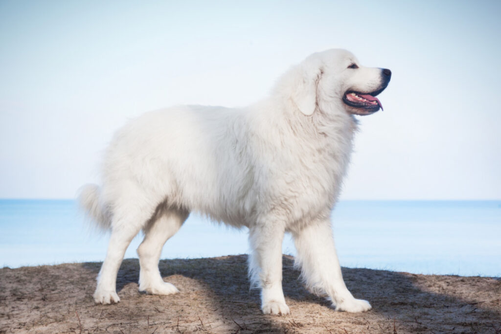 19 White Big Fluffy Dog Breeds You'll Love (2022) 10 Polish Tatra Sheepdog white