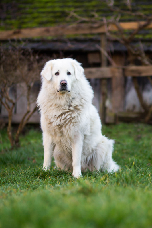 19 White Big Fluffy Dog Breeds You'll Love (2022) 5 Slovensky Cuvac white