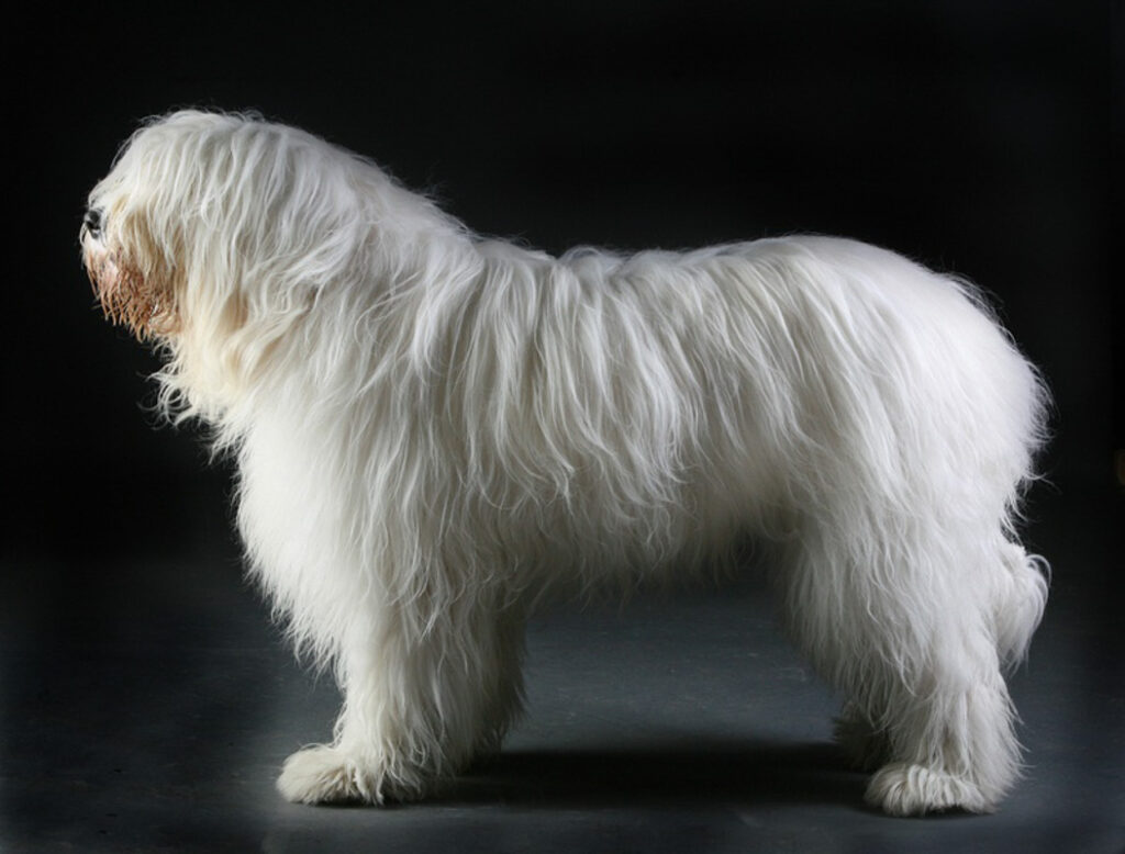19 White Big Fluffy Dog Breeds You'll Love (2022) 8 Ukrainian Shepherd Dog white