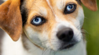 cropped-blue-eyed-dog-breeds.jpg