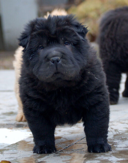 Bear Coat Shar Pei Dogs (2023): 13 Things Potential Owners Need to Know ...