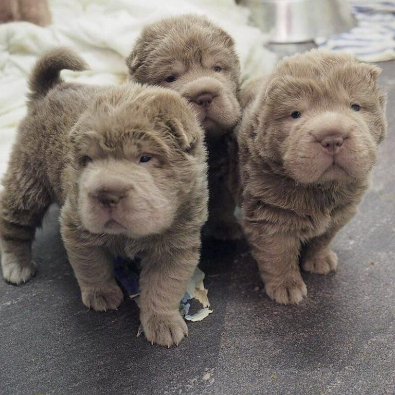 Bear Coat Shar Pei Dogs (2023) 13 Things Potential Owners Need to Know I Dog Snobs